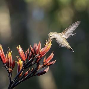 Jerry van de Beek - Hummingbrid