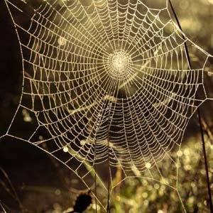 Jerry van de Beek - Spiderweb
