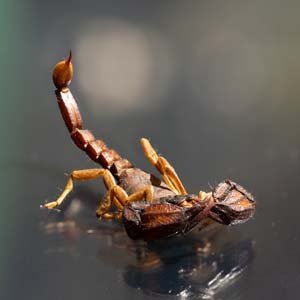 Jerry van de Beek - Macro Scorpion