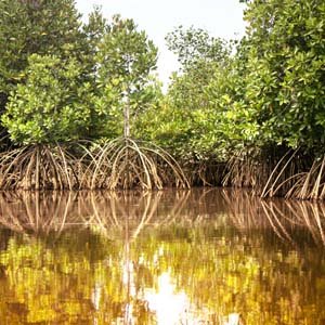 Jerry van de Beek - Mangroves