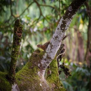 Jerry van de Beek - Squirrel