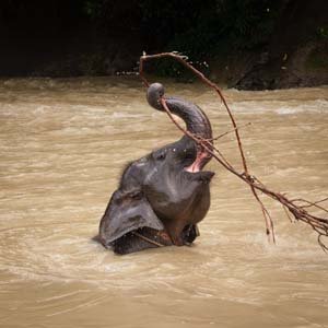 Jerry van de Beek - Baby Elephant Playing in the Water