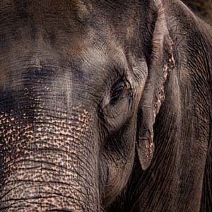 Jerry van de Beek - Elephant