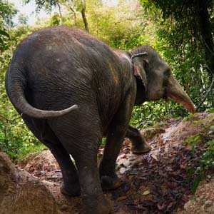 Jerry van de Beek - Elephant Climbing