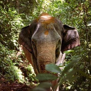 Jerry van de Beek - Elephant
