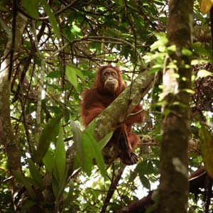 Jerry van de Beek - Orangutan