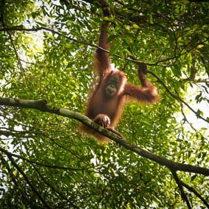 Jerry van de Beek - Orangutan
