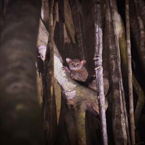 Jerry van de Beek - Pygmy Tarsier
