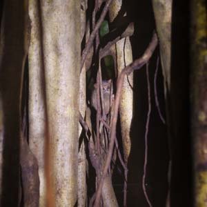 Jerry van de Beek - Pigmy Tarsier