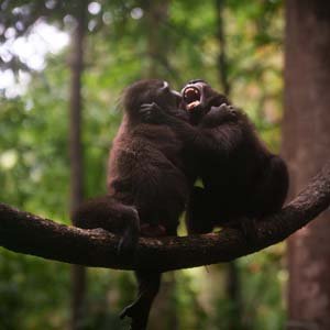 Jerry van de Beek - Celebes Crested Macaque