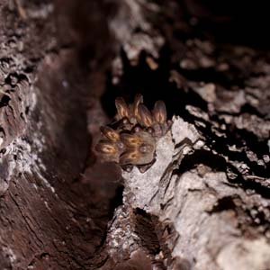 Jerry van de Beek - Bats inside a Tree