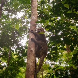 Jerry van de Beek - Bear Cuscus